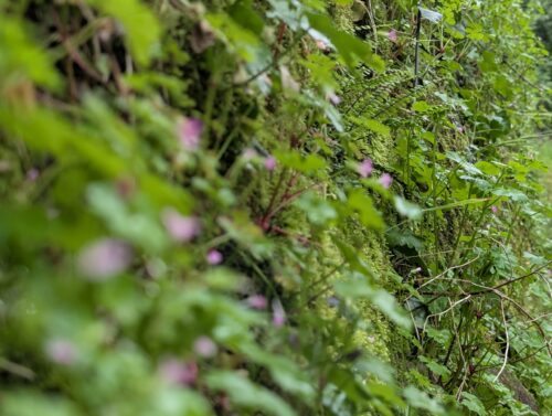 Parlons Plantes
