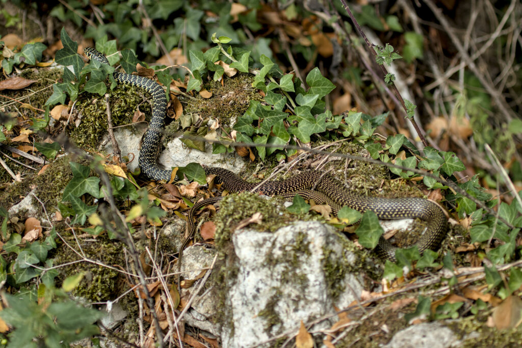 Couleuvre verte-et-jaune (Hierophis viridiflavus), serpent inoffensif et commun en sud-Ardèche